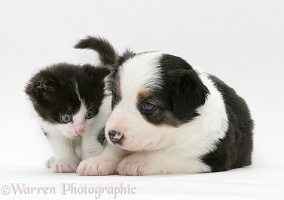 Border Collie pup and black-and-white kitten