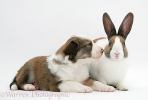 Sable-and-white Border Collie pup with fawn Dutch rabbit