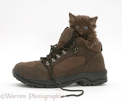 Chocolate kitten in a shoe
