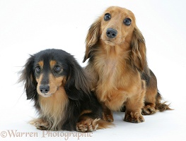 Two miniature longhaired Dachshunds