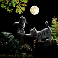 Kittens out at night, by moonlight
