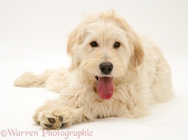Labradoodle lying with head up