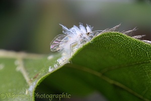 Beech Woolly Aphid