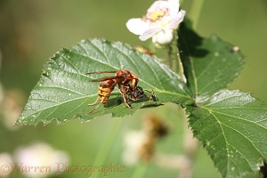Hornet with Honey Bee prey