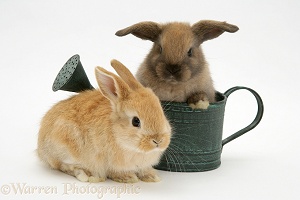 Baby rabbits and watering can