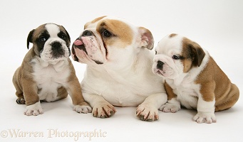 Bulldog pups and mother with tongue out
