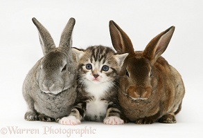 Tabby kitten with two young Rex rabbits