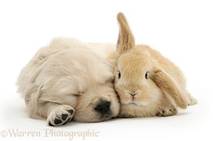 Sleepy Golden Retriever pup and young Sandy Lop rabbit