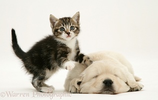 Tabby kitten with Golden Retriever pup