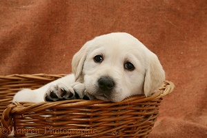 Labrador puppy in a basket