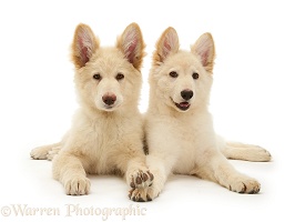 Two White Alsatian pups