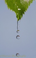 Water dripping from a rose leaf