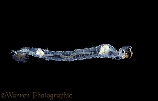 Phantom Midge larva