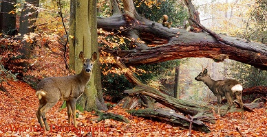 Roe Deer in autumnal woodland