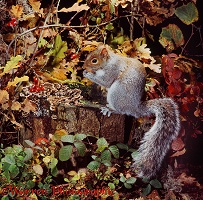 Grey Squirrel on tree stump
