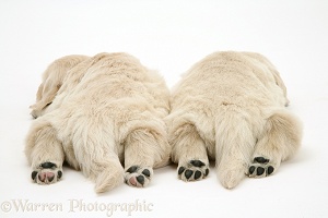 Two Golden Retriever pups asleep, back view