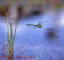 Southern Hawker Dragonfly in flight