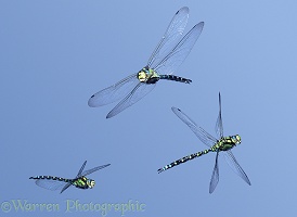 Southern Hawker Dragonflies in flight