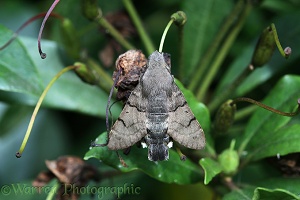Humming-bird Hawk Moth
