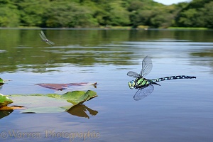 Southern Hawker Dragonfly flying over a pond