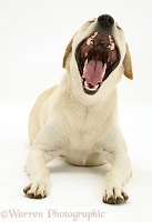 Yellow Labrador bitch yawning