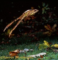 Common Frog leaping