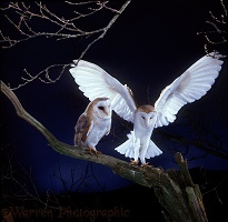 Barn Owls alighting