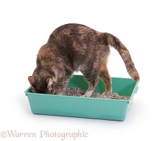 Cat using a litter tray