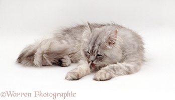 Persian cat licking his leg