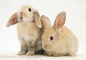Young sandy Lop rabbits