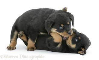 Two Rottweiler pups play-fighting