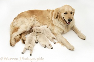 Golden Retriever with pups