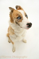 Red merle Border Collie with ears back