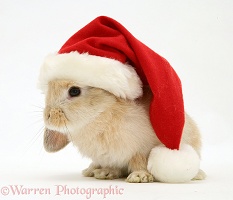 Rabbit wearing a Santa hat