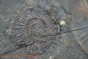 Ammonite fossil in shale