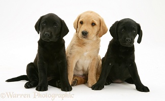 Labrador Retriever pups