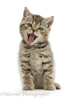 Tabby female kitten yawning