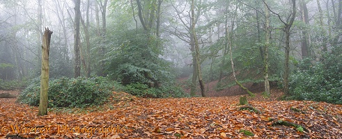 Misty Beech woodland
