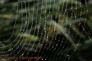 Sunlight refracted by dew drops held in a spider's web