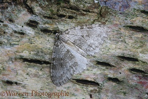 November Moth on birch bark