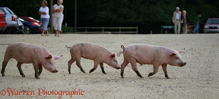 Three piglets trotting along