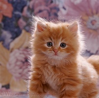 Ginger kitten portrait