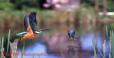 European Kingfishers