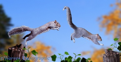 Grey Squirrels chasing