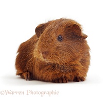 Red Guinea piglet