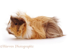 Young Abyssinian rosette Guinea pig