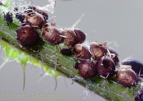 Aphids killed by parasitic wasps