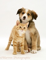 Ginger kitten and Border Collie pup