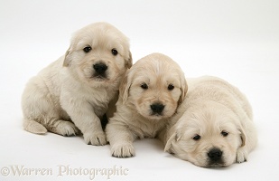 Three Golden Retriever pups, 4 weeks old