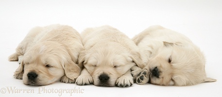 Three sleepy Golden Retriever pups, 6 weeks old